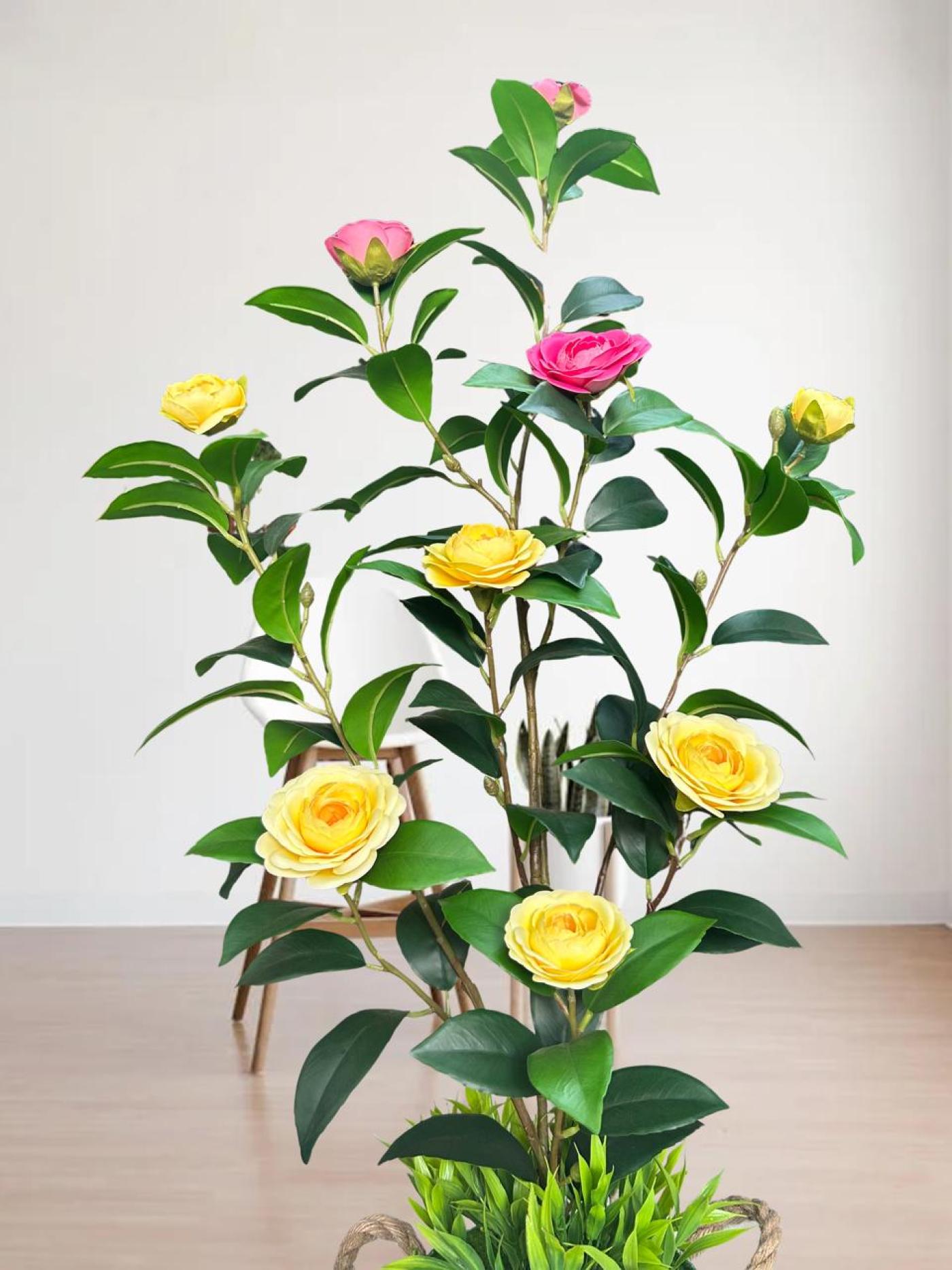 Camelia