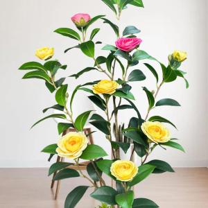 Camelia